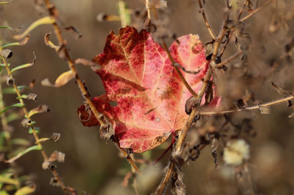 autumn leaves, red leaf, leaf-7641588.jpg